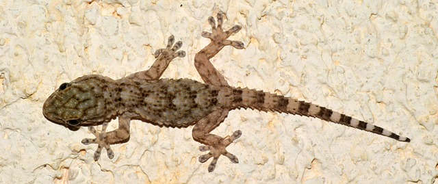 Geckos - Gravity defying house guests 2 Ghecko