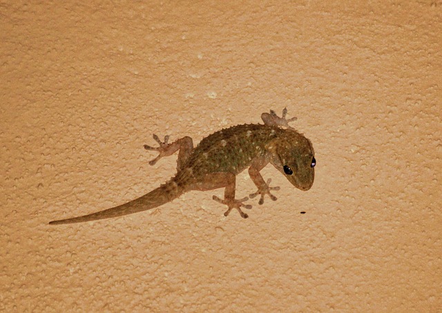 Geckos - Gravity defying house guests 3 Ghecko