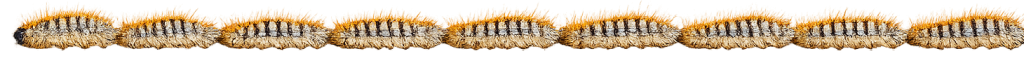 Processionary Caterpillars