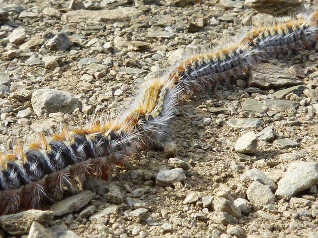 Processionary Caterpillars – A real danger