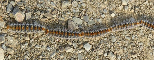 Processionary Caterpillars2