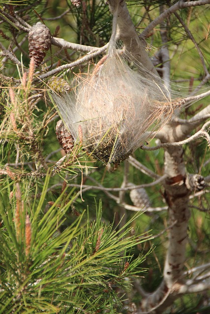 Processionary Caterpillars