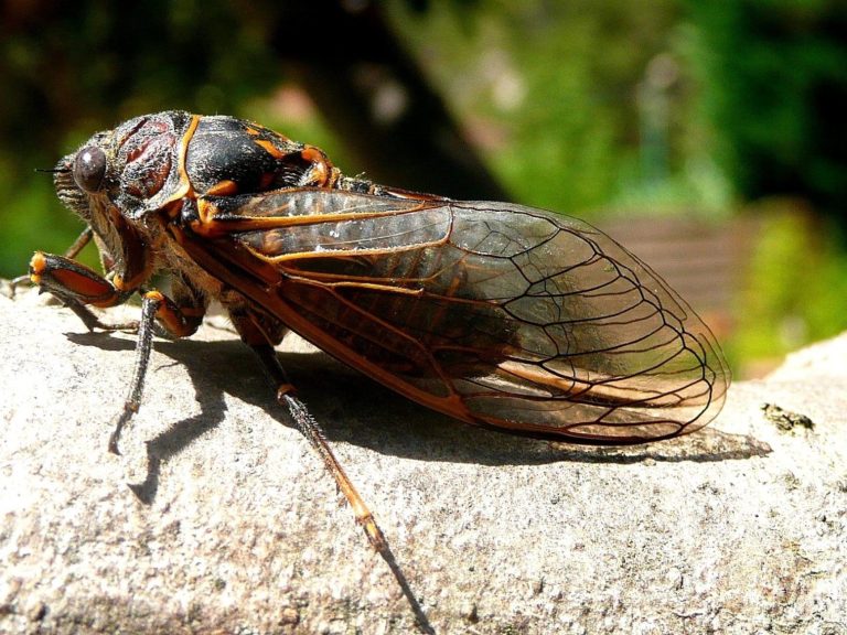 Cicadas
