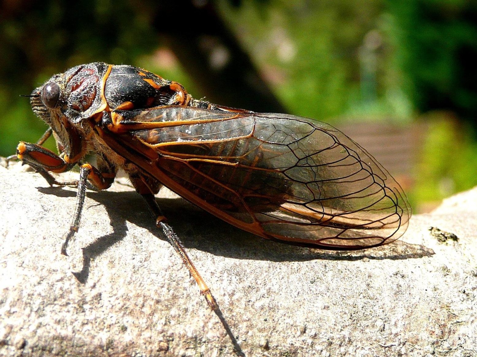 Cicadas