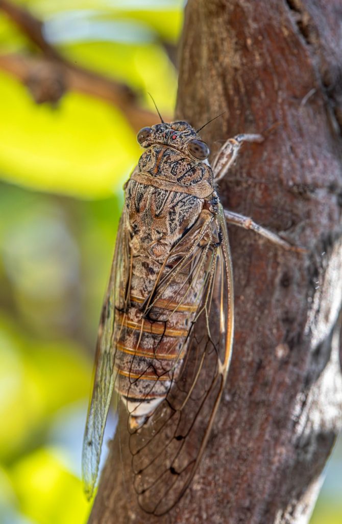 The Mystery of the Spanish Cicadas 2 Cicadas