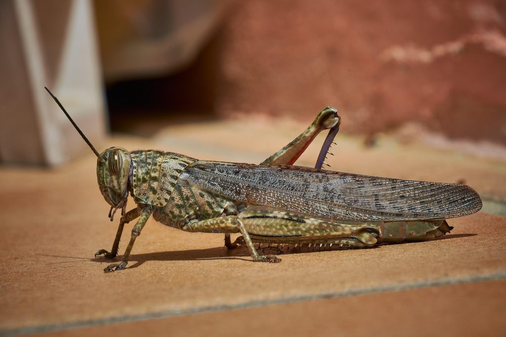 The Dangers of Wildlife in Spain 1 Cricket