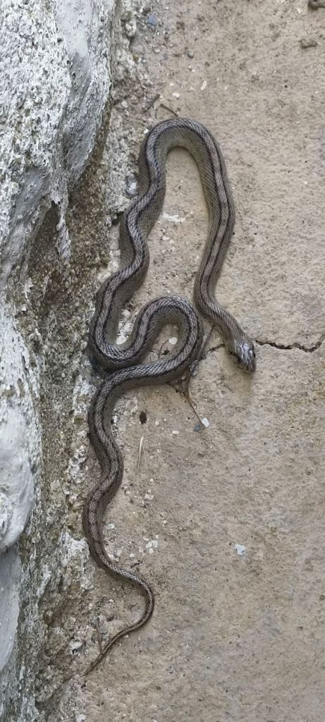 The Dangers of Wildlife in Spain 2 Young Ladder Snake