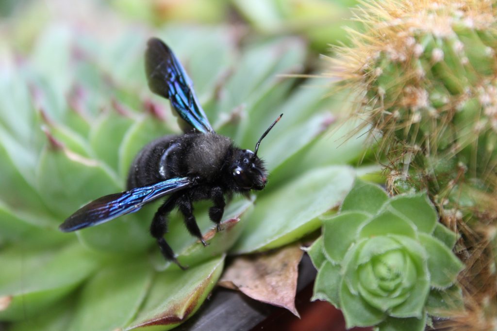Carpenter Bees, Big, Bold and Beautiful 1 anitabozic bee 6612873