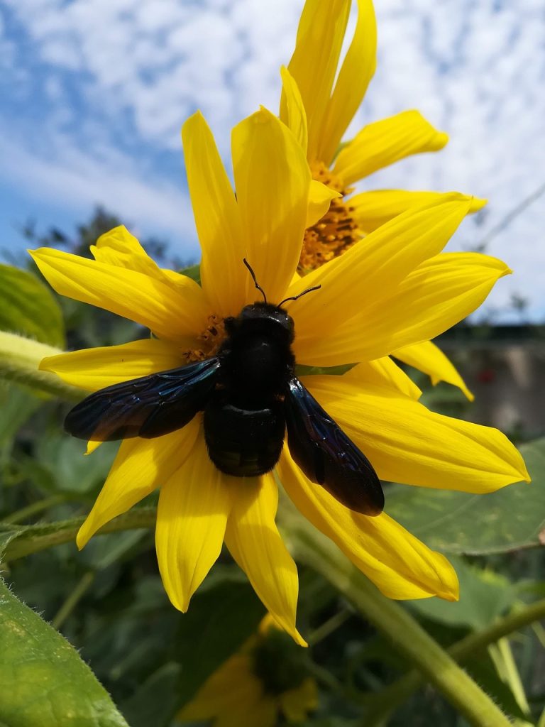 carpenter bee