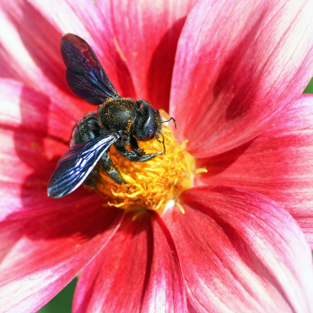 Carpenter Bees, Big, Bold and Beautiful 3 christels bee 9986210