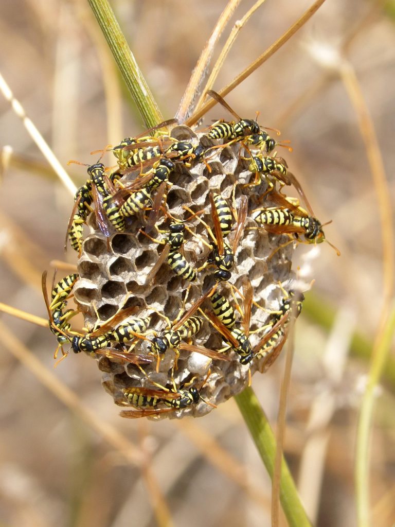 paper wasp nest