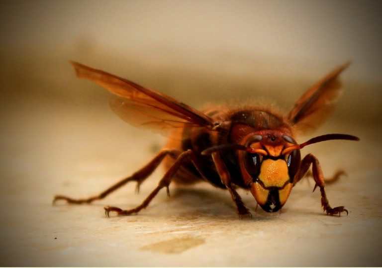 wasp