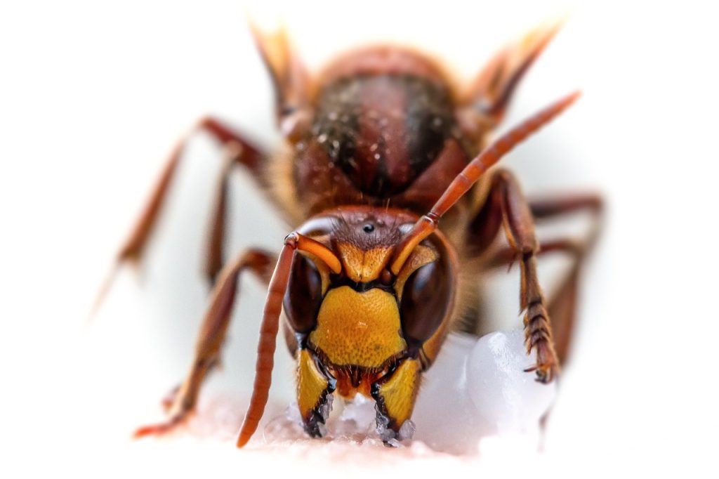 oriental hornet3