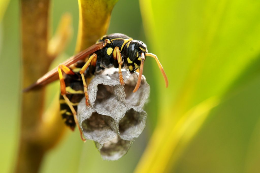 paper wasp