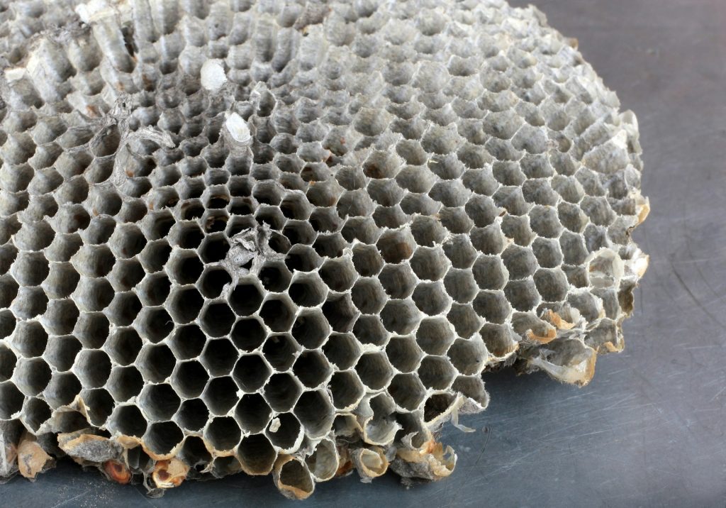 paper wasp nest