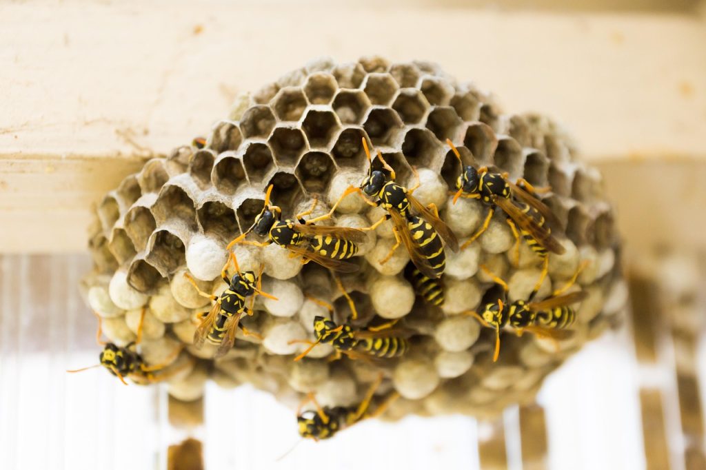 paper wasp nest