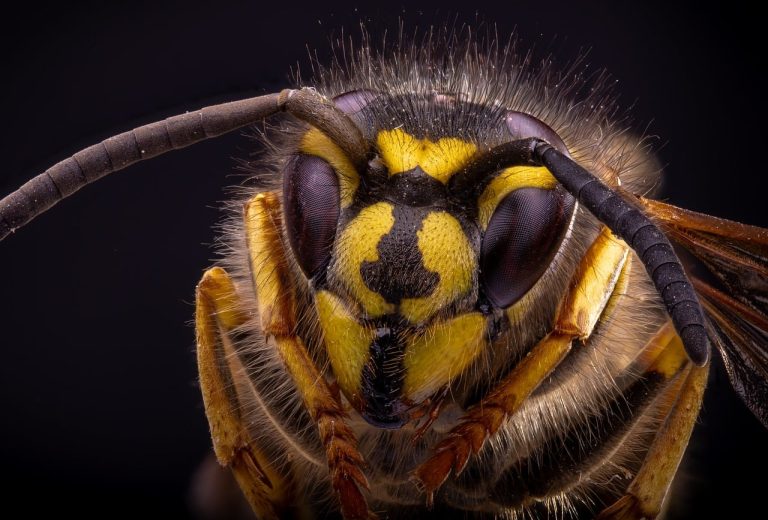 wasp head